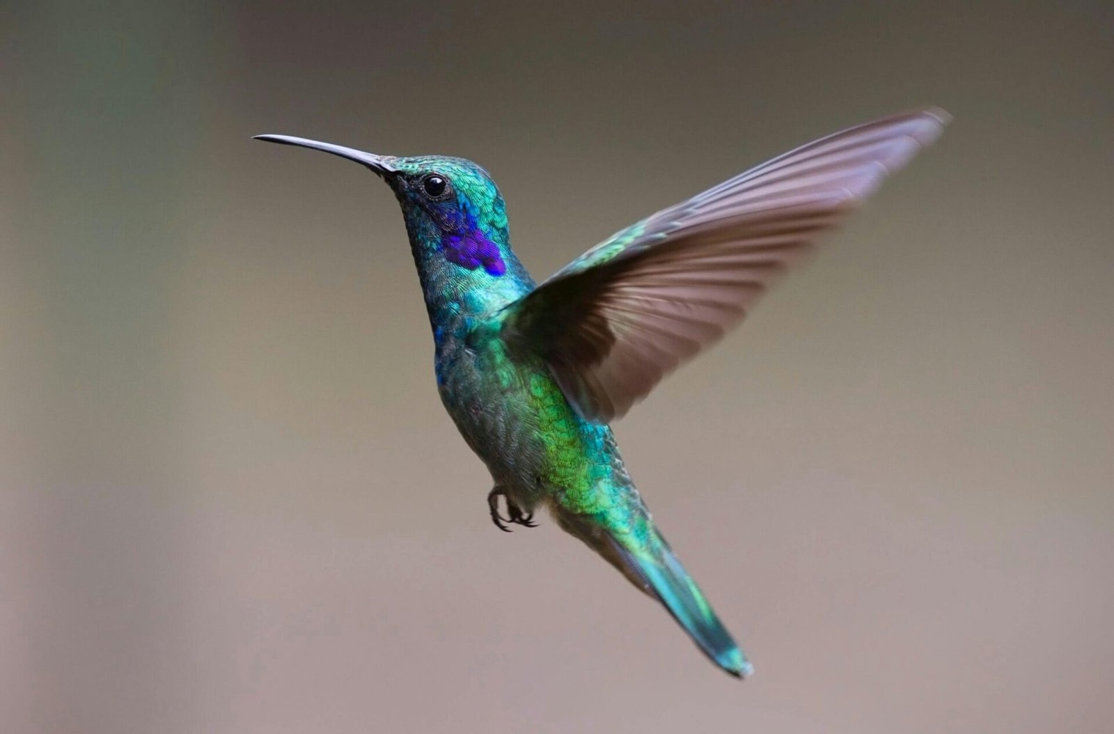 Google Hummingbird